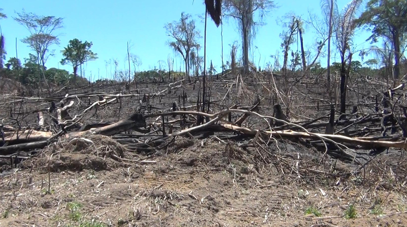 Desmatamento ilegal de madeireiras na abertura de estrada ameaça povos isolados nas Terras Kaxinawá do Humaitá e Jordão