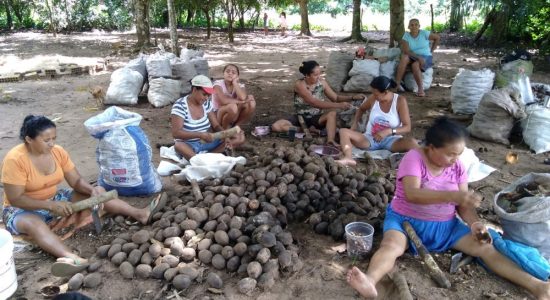 QUEBRADEIRAS DE COCO BABAÇU NA REGIÃO SUDESTE DO PARÁ ACOMPANHAM PESQUISA SOBRE A BIODIVERSIDADE DA FLORESTA DE BABAÇUAIS