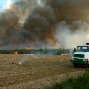 Ameaça da Proposta de Liberação do Plantio de Cana-de-Açúcar na Amazônia